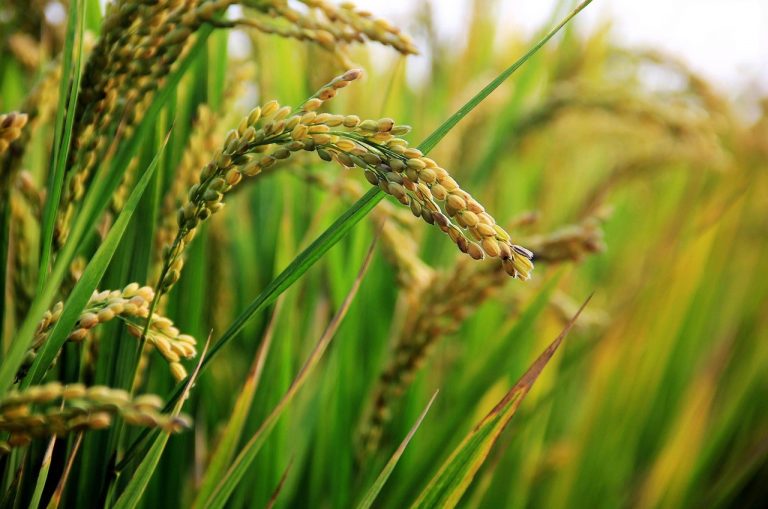 45,000 rice farmers to benefit from FG loan in Katsina
