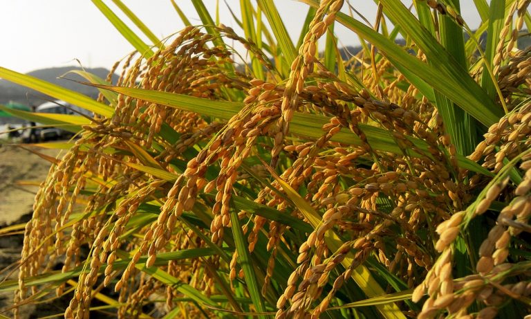 Germany invests €2m in Nigeria’s rice production