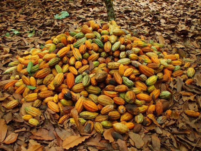 Nigeria : A productive place for Cocoa business