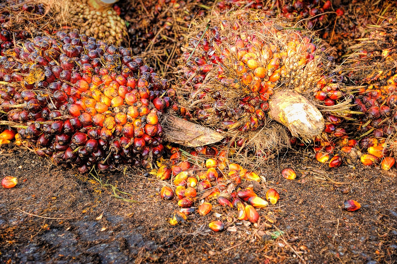 Ban on palm oil import: Stakeholders weigh options