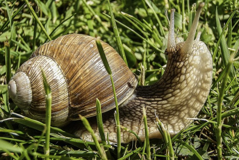Garden snails provide ‘cure’ for antibiotic resistance
