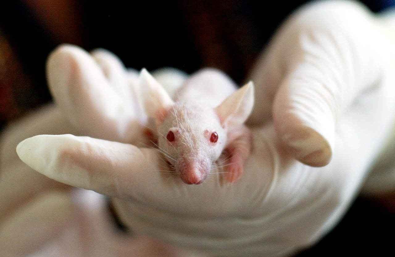 How researchers totally removed HIV from mice, by Study