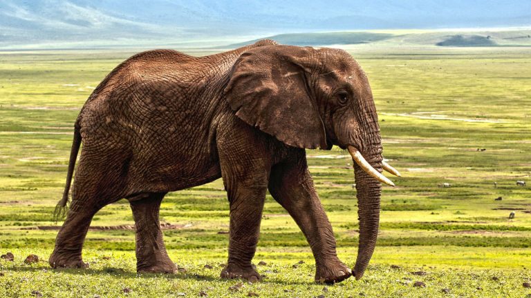 Over 100 Elephants Die In Botswana In Suspected Anthrax