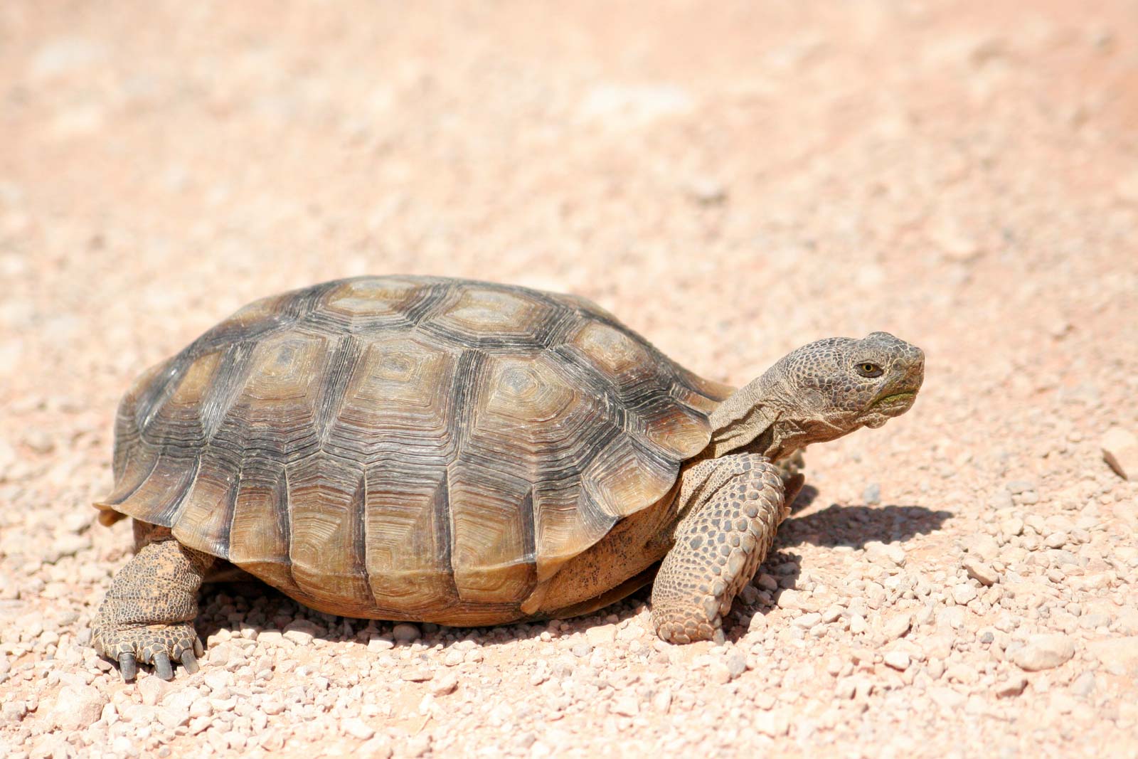 344-Year-Old Tortoise, Alagba Dies After Brief Illness