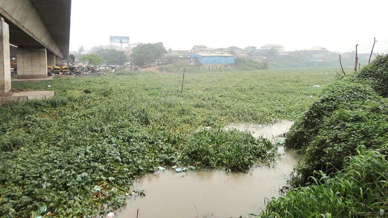 Senate Probes ₦2.5bn NDDC Water Hyacinth Project