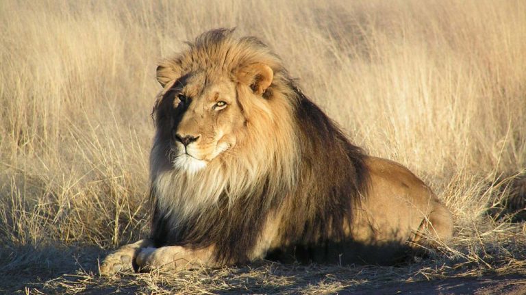 Lion Escapes From Kano Zoological Garden