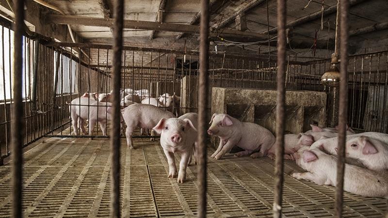 Pig Deaths On Russia Border: African Swine Fever Spreads?