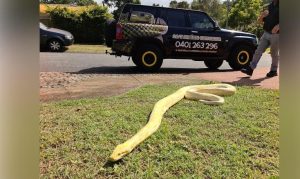 Australian Woman Finds Huge Burmese Python On Her porch 1
