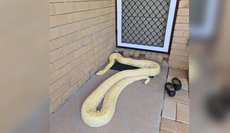 Australian Woman Finds Huge Burmese Python On Her porch