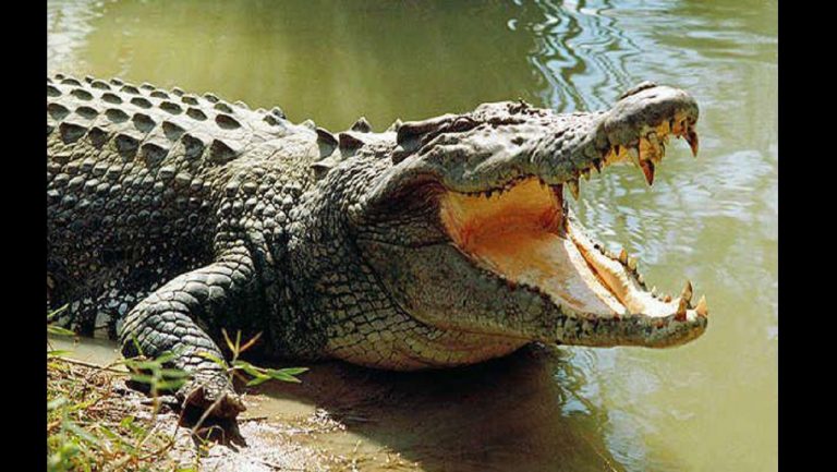 Crocodile Kills, Eats Man Who Disobeyed Lockdown