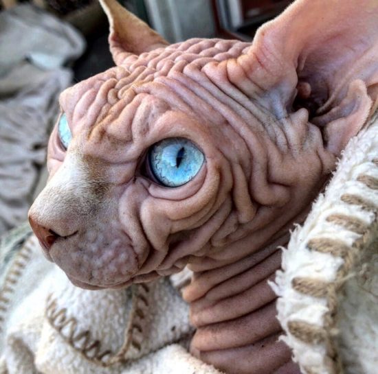 Meet Xherdan, The World’s Ugliest Cat Ever