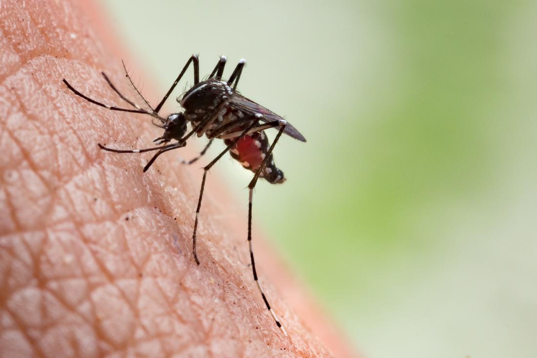 Mosquitoes Don’t Transmit Coronavirus – WHO