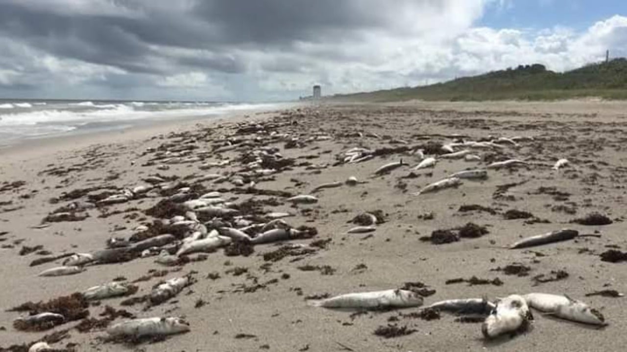 Trouble In Bayelsa As Stinking Dead Fishes Wash Ashore