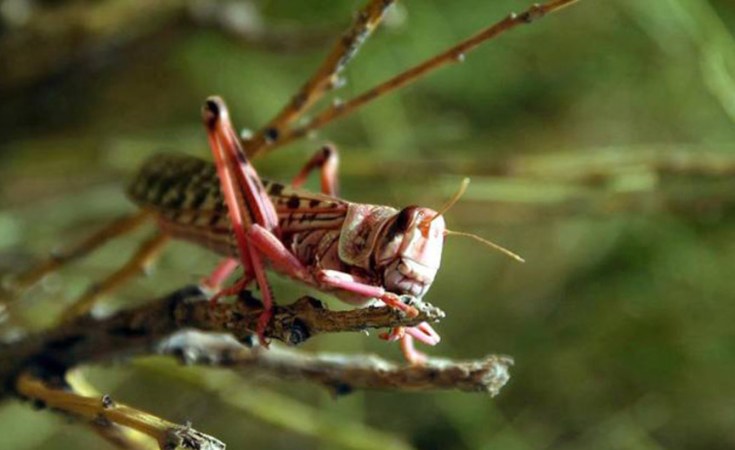 Uganda - Desert Locust Invasion Could Cost Country $218M