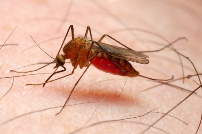 Malaria In Pregnancy Can Cause Miscarriages, Stillbirths