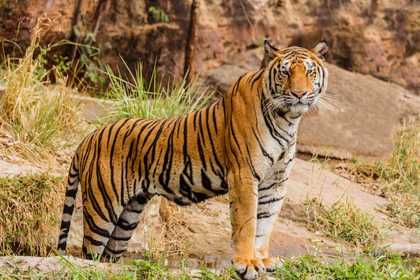 NY - Zoo Tiger Tests Positive For Novel Coronavirus