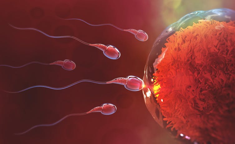 'Surrogacy, Sperm And Egg Donorship Is Against Islam'