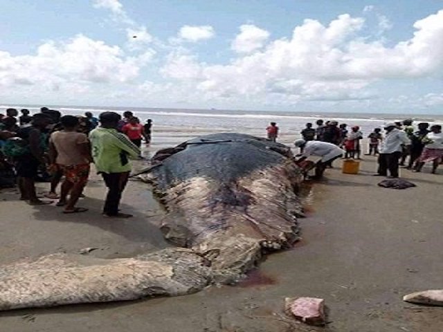 Whale Washes Ashore In Bonny Island Dead
