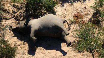 350 Elephants Die Mysteriously In Botswana