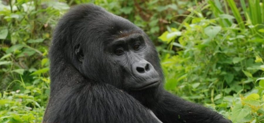 Uganda Jails Poacher 11 Years For Killing Famous Gorilla Rafiki