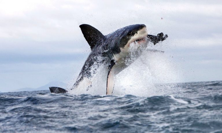 Aussie Man Mark Rapley Attacks White Shark To Save His Wife