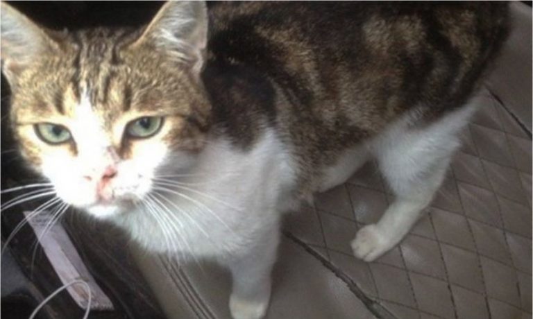 Police detain cat used to smuggle drugs, sim cards to prison