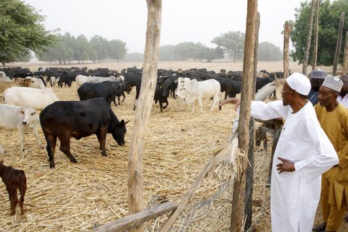 Buhari Snubs Kankara Kidnap Saga, Visits Cows Instead
