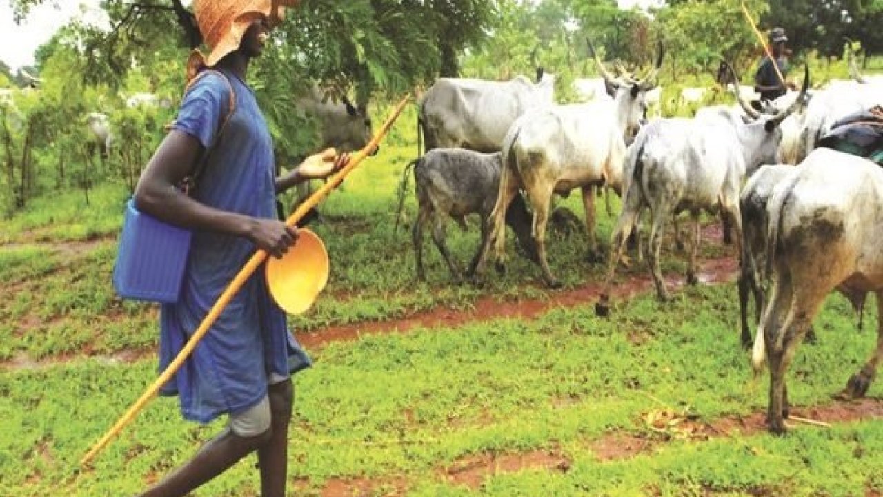 Herdsmen Compensate Farmers For Losses, MURIC Advices FG