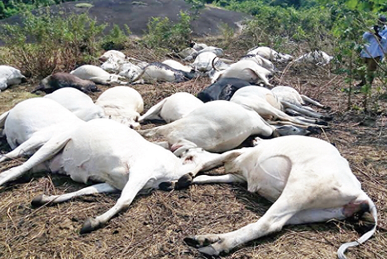 Confusion As Lightning Kills Over 12 Cows In Delta