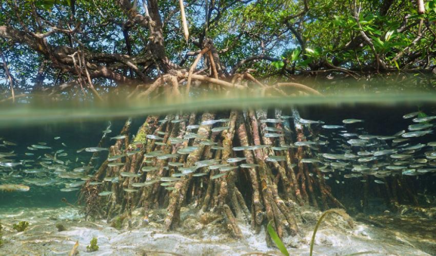 Experts Seek Strategies To Revive Niger Delta Mangroves