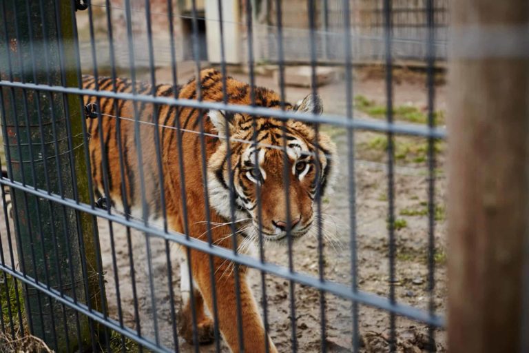 8 Tigers Die In Vietnam After Being Rescued From Captivity