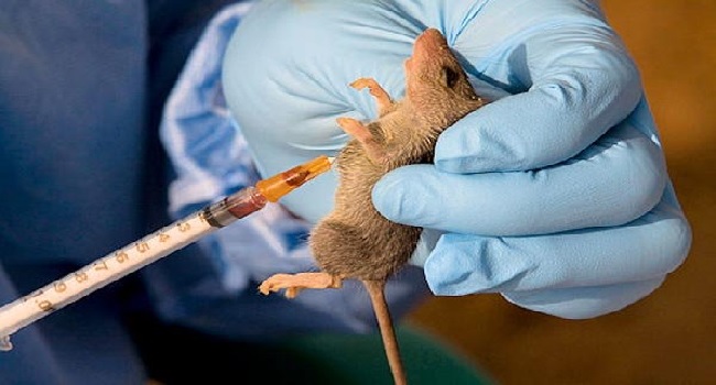 Lassa Fever 434 Cases, 80 Deaths Recorded In 2021 – NCDC