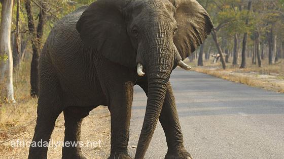 60 Zimbabweans Killed By Elephants This Year - Govt