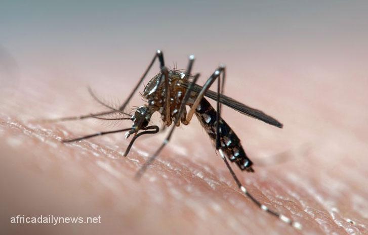 Mosquitoes Resistant To Insecticide Discovered In Jigawa