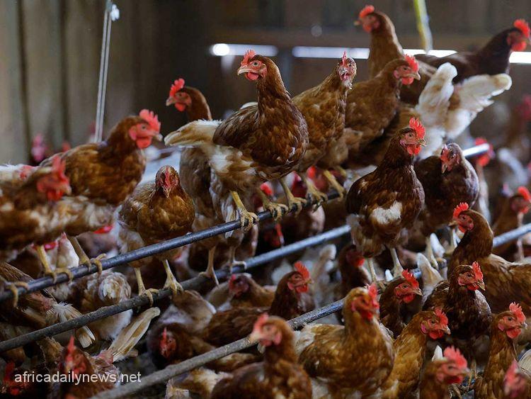 Record 16m Birds Culled In France Flu Outbreak - Official
