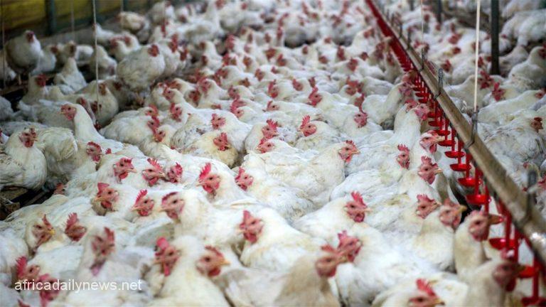FG Tasked To Look Into Agric Sector For Poultry Farmers