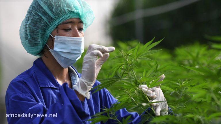 Thailand Intensifies Efforts Towards Legalising Cannabis