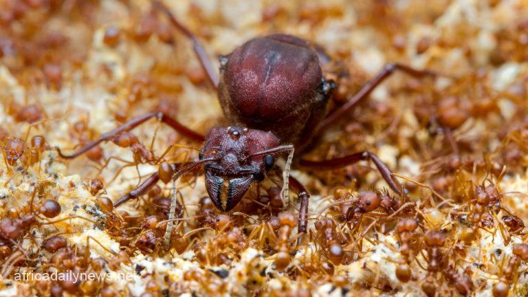Anxiety As Somalis Smoke Ants To 'Get High'