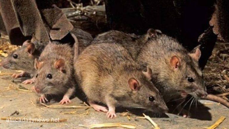 Deadly Illness Identified As 'Rat Fever' In Tanzania