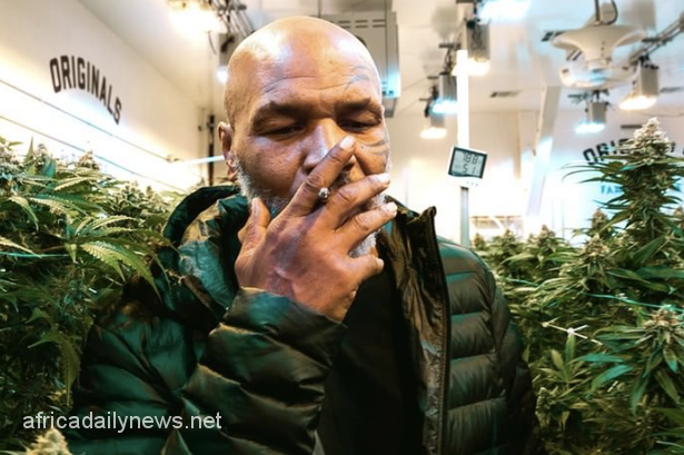 'I Consume $40,000 Worth Of Weed Monthly' – Mike Tyson