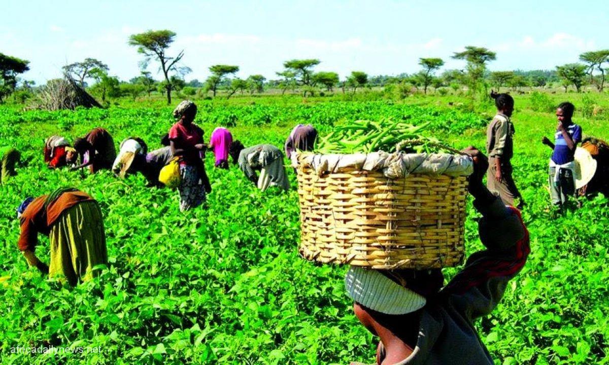 Terrorists Order Kaduna Farmers To Pay ‘Ransom In Advance’