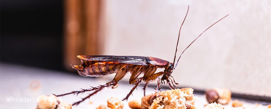 Scientists Invent ‘Contactless’ AI-Powered Cockroach Killer