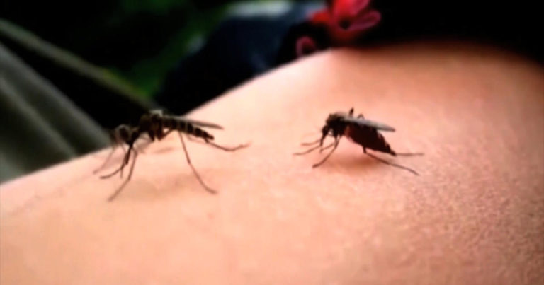 Why Some People Are More Prone To Mosquito Bites