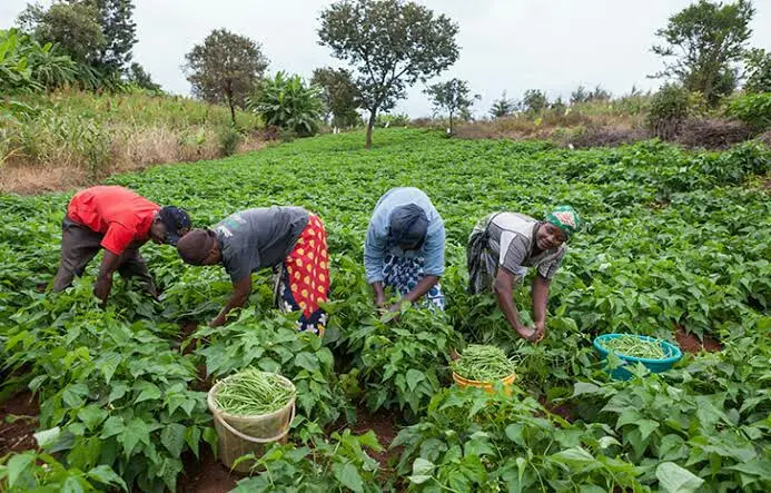 Climate Crisis Nigeria's Farmers Need Government Aid