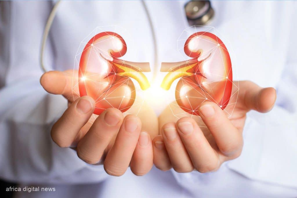 Understanding Kidney Issues: Causes And Proactive Prevention