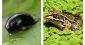 Beetle swallowed by frog survives, comes out via anus