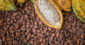 Starting A Cocoa Business In Nigeria And Profiting From It