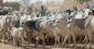 Fulanis Can Graze Anywhere In Nigeria - Fulani Group Insists