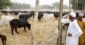 We Must Recover Grazing Routes – FG Insists